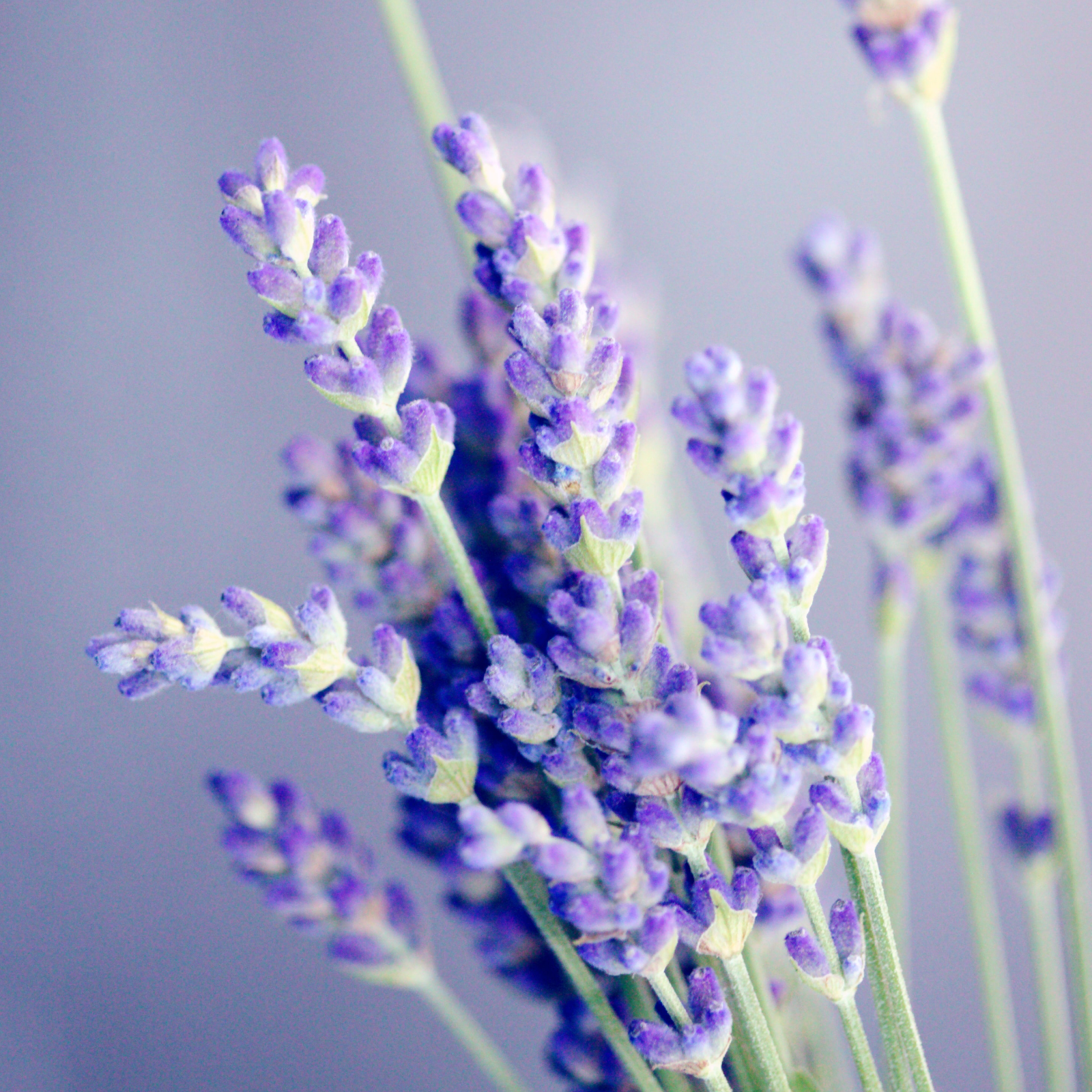 Fleurs de lavande entières Bio (500g)