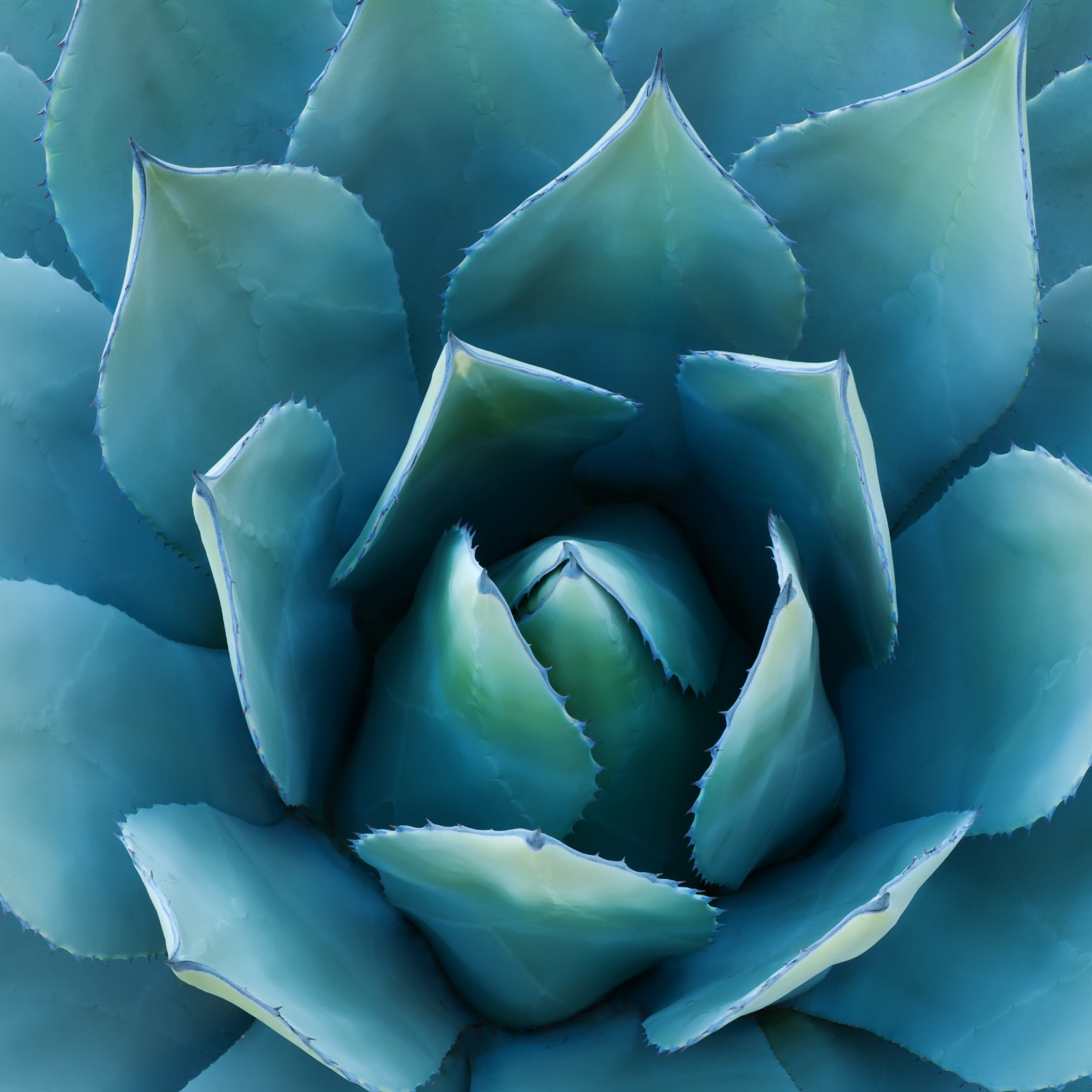 Inulin Pulver Bio (250g)