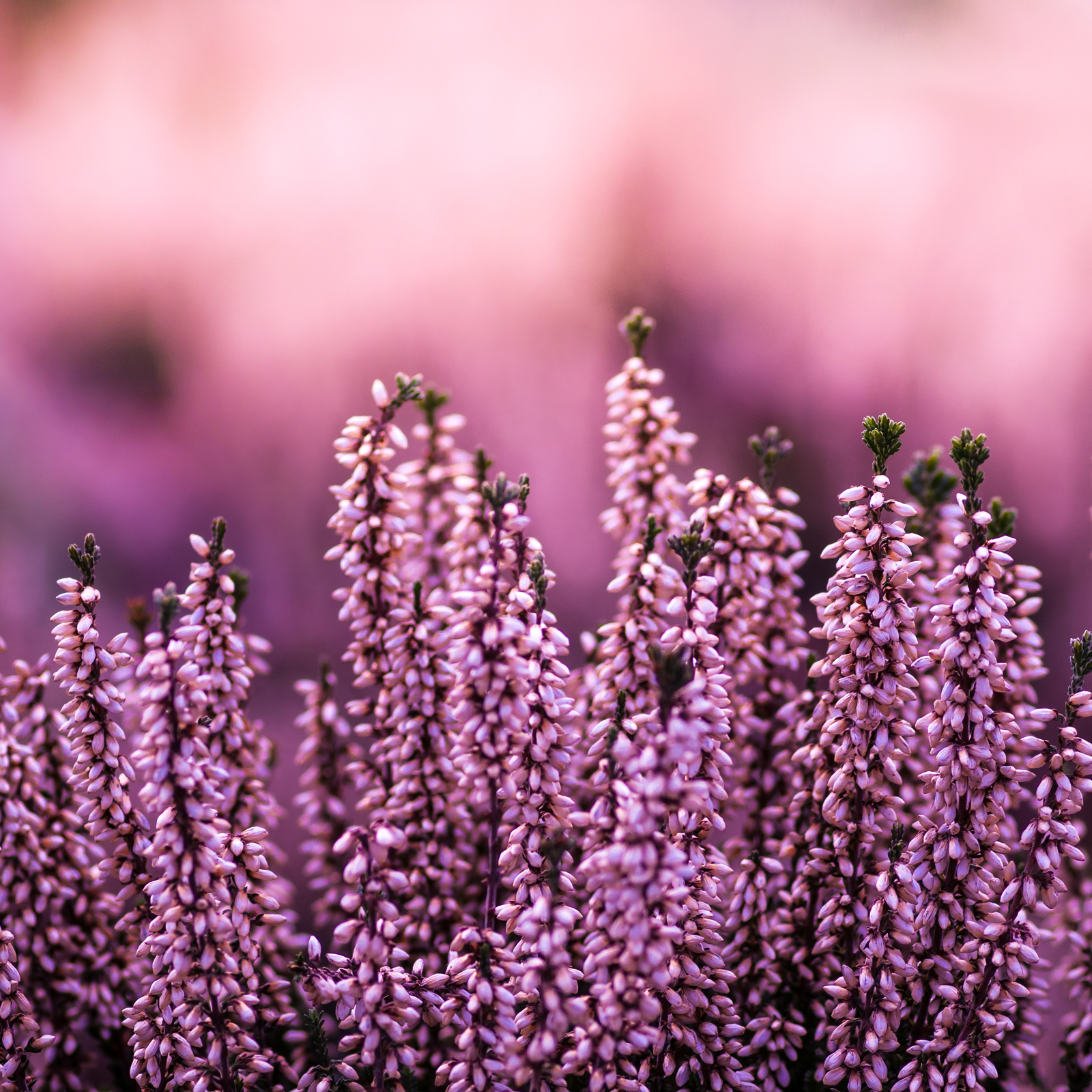 Erikablüten Bio (100g)