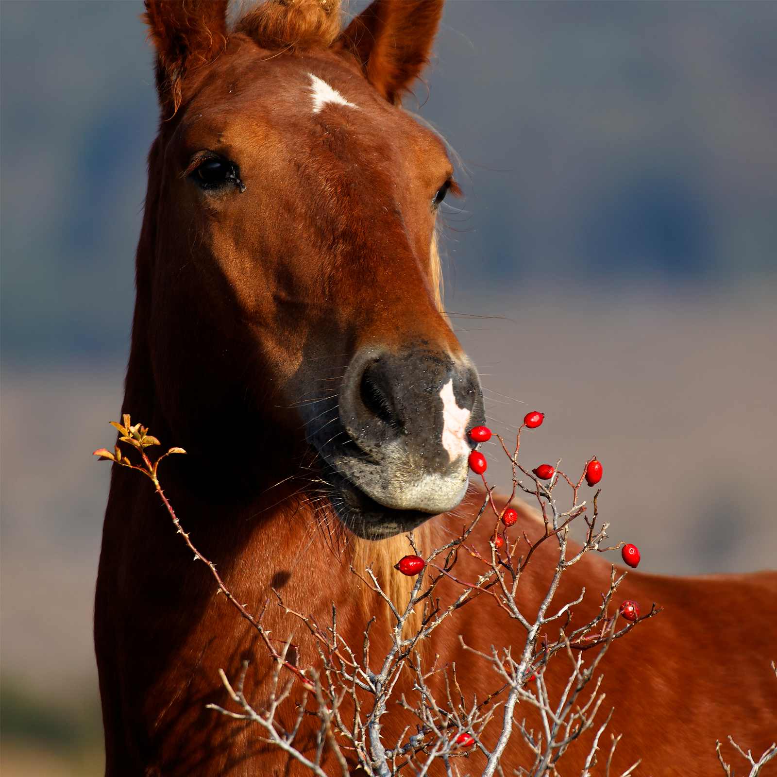 Hagebutten ganz getrocknet (1000g)