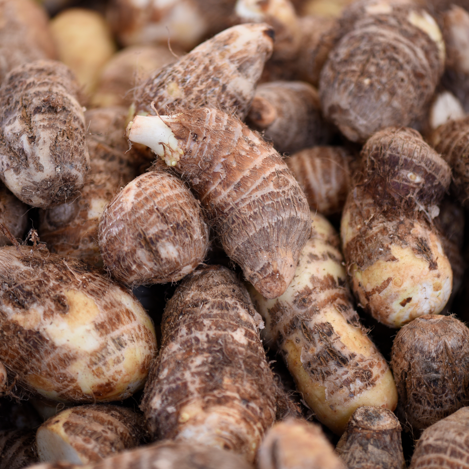 Mönchspfeffer + Yamswurzel Kapseln (120 Kapseln)