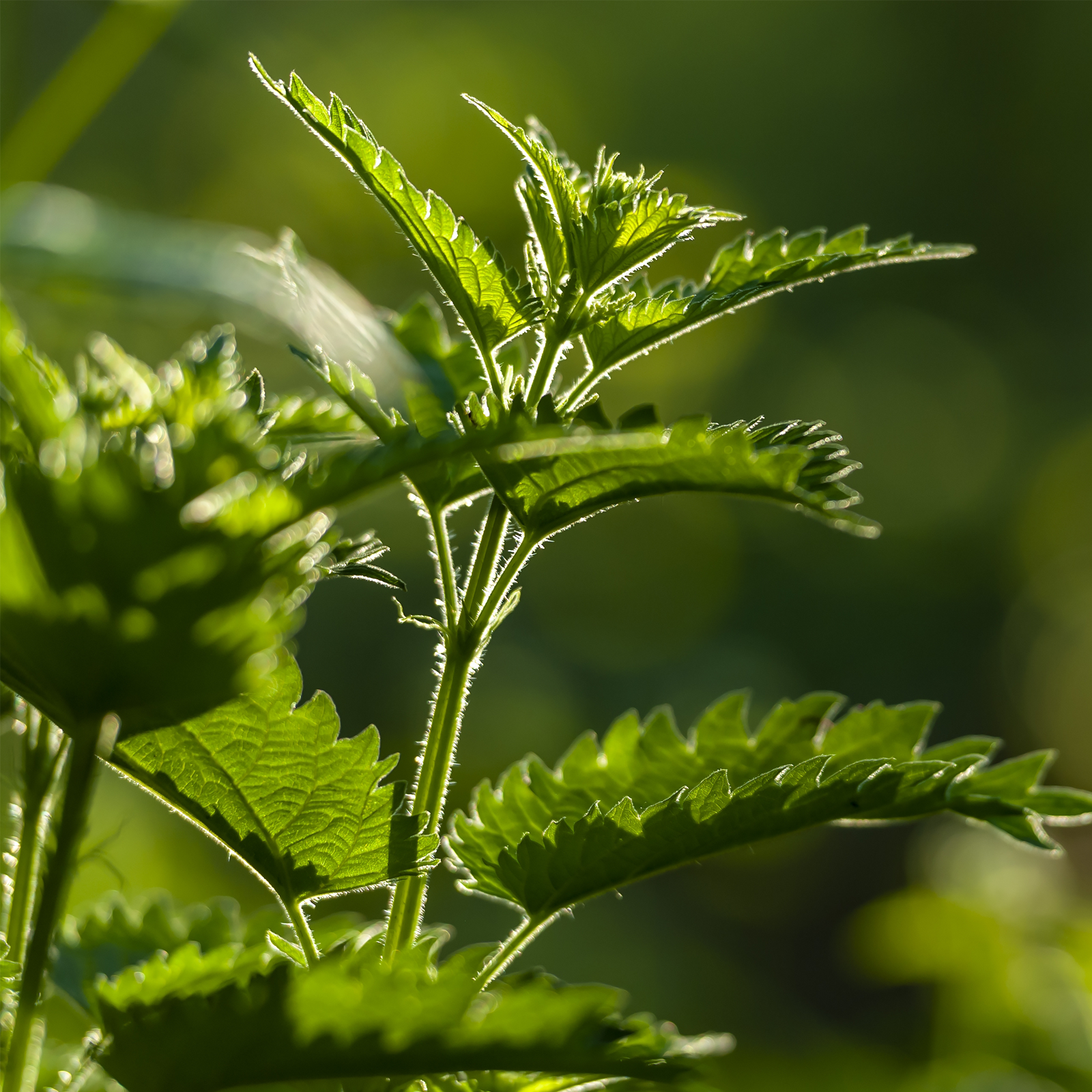 Brennnesselblätter getrocknet Bio (250g)