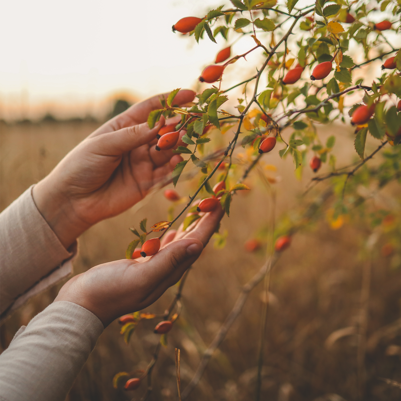 Hagebutten ganz getrocknet (1000g)