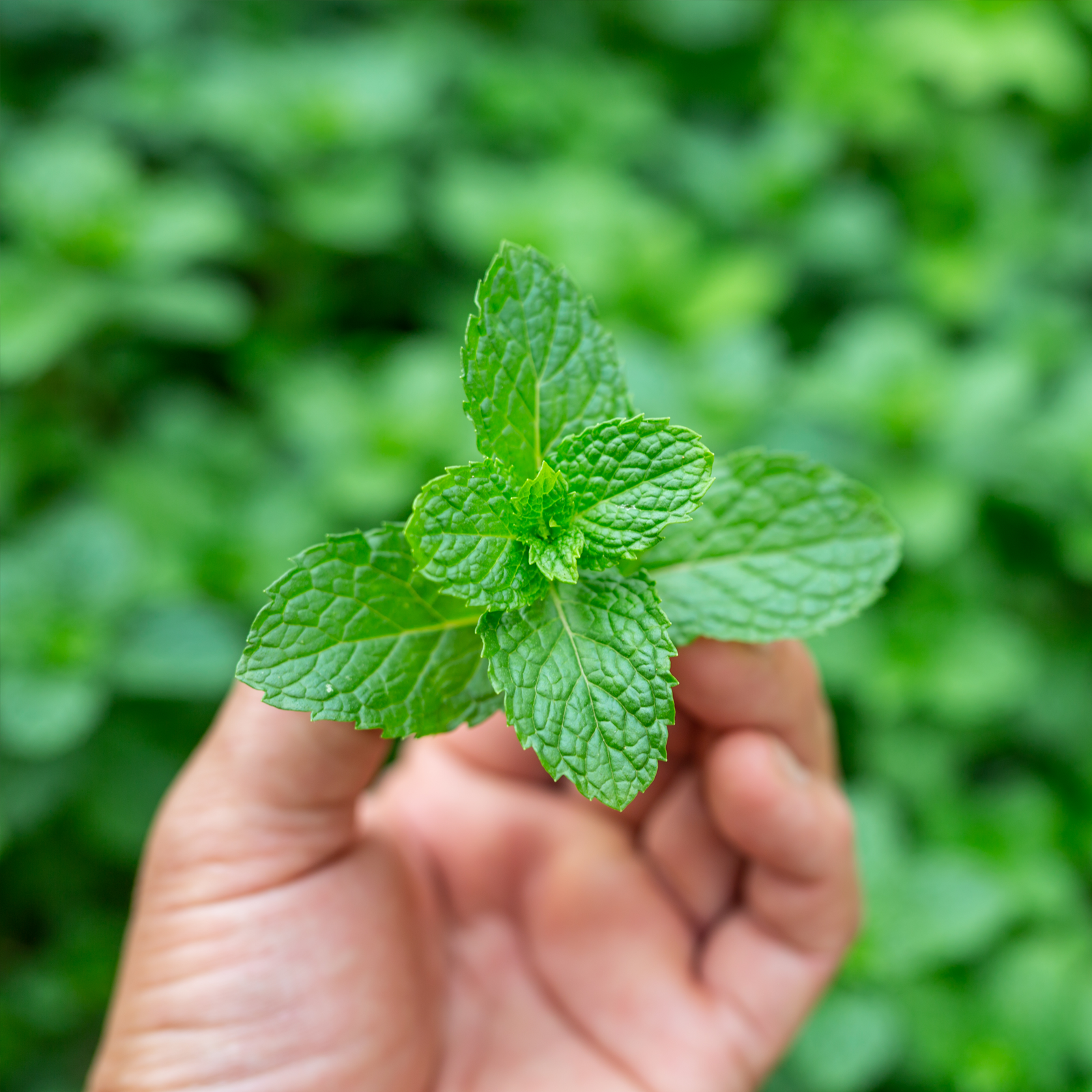 Feuilles de menthe poivrée coupées (250g)